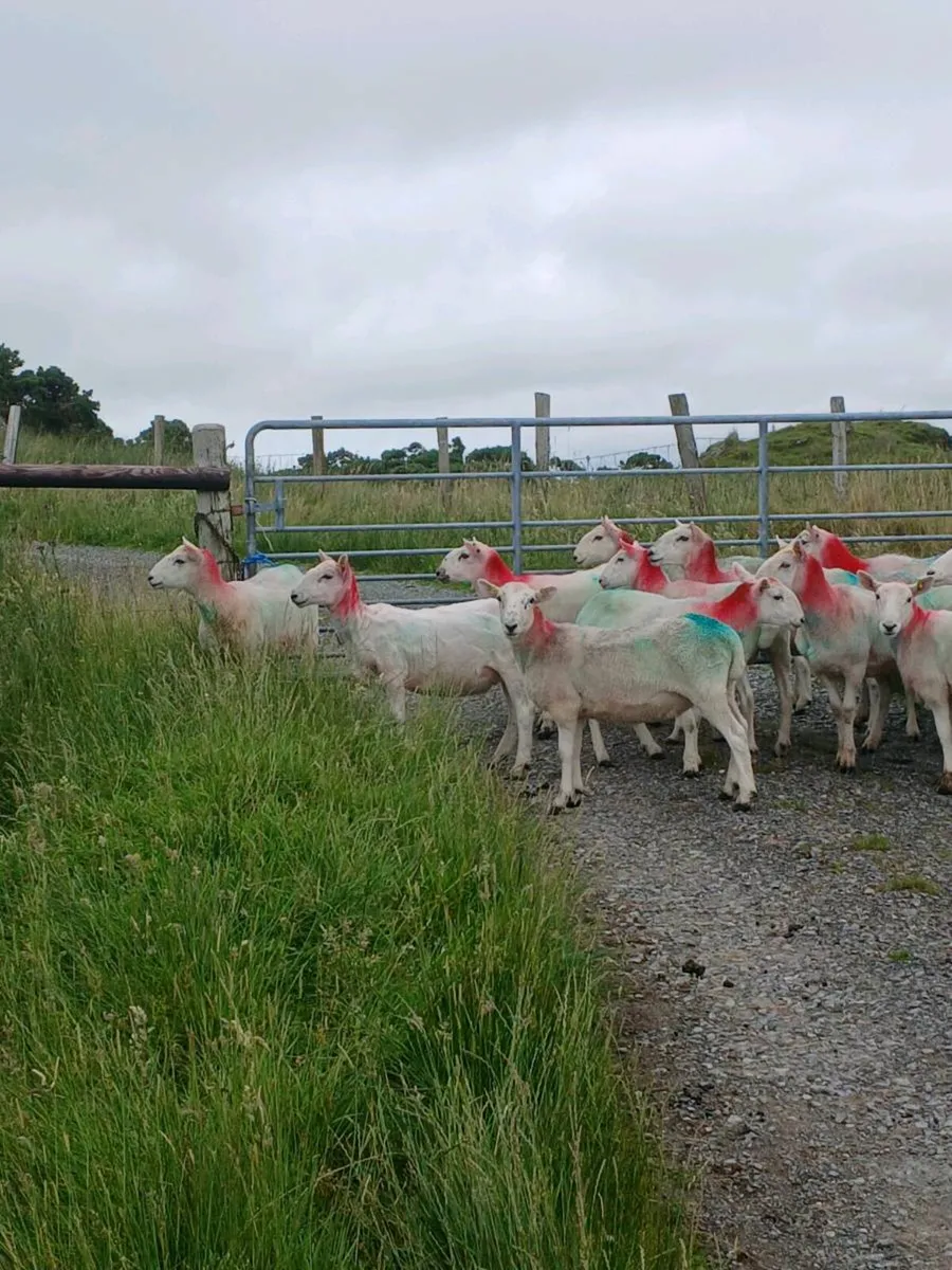 Cheviot hoggets - Image 2