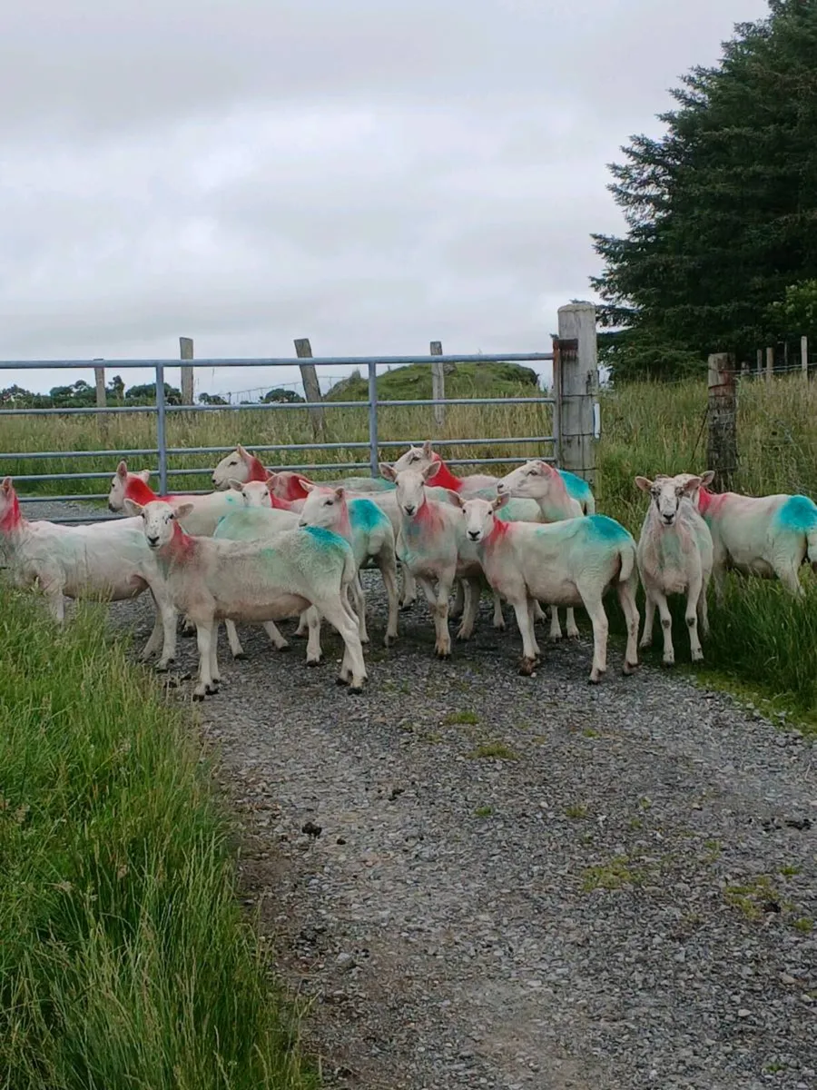 Cheviot hoggets - Image 3
