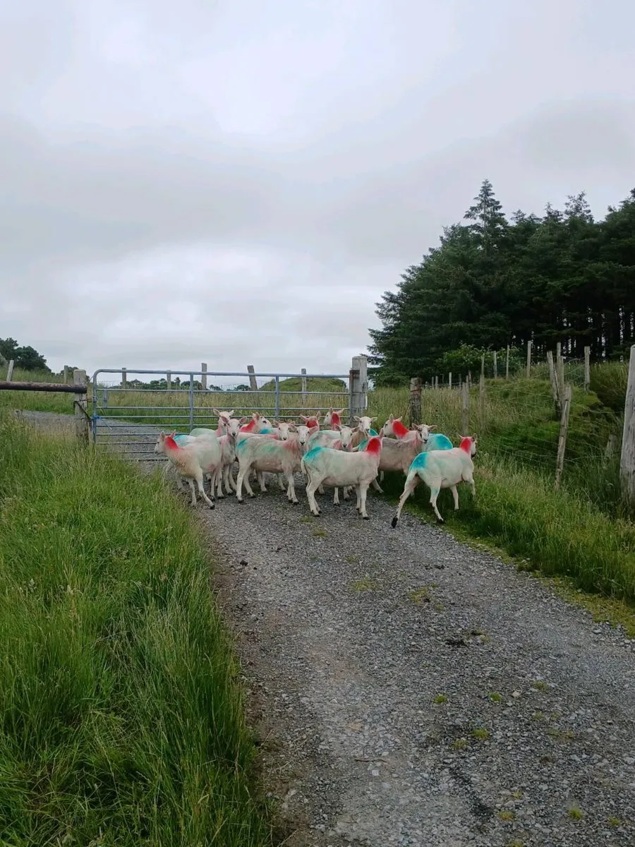 Cheviot hoggets - Image 4