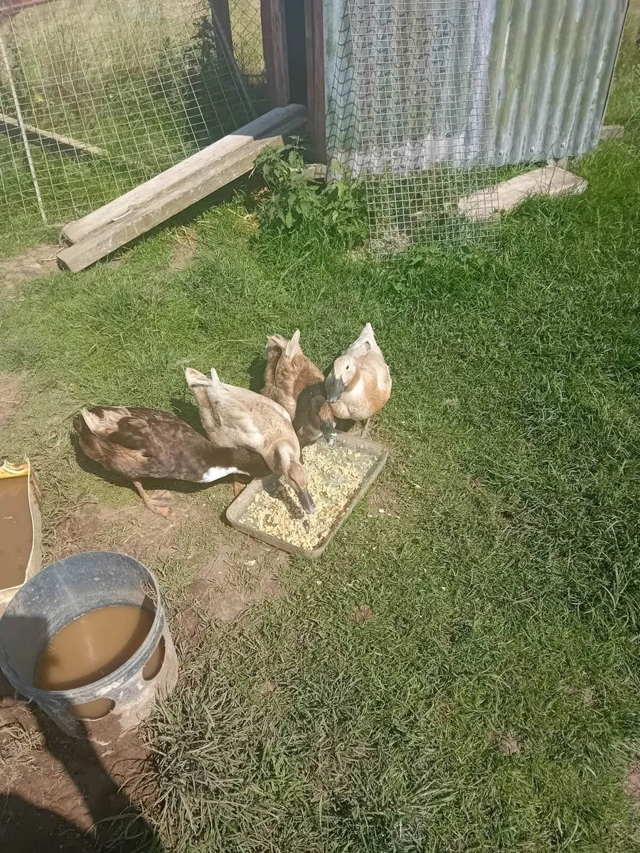 Copper Marans - Image 4