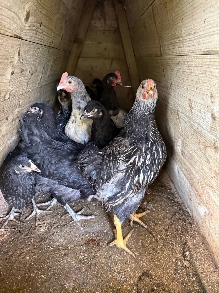 Pullets for sale - Image 1