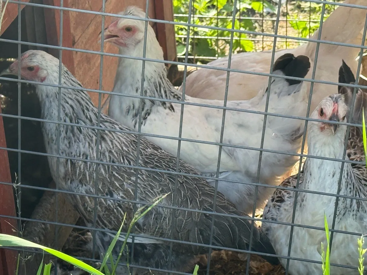 Pullets for sale - Image 2