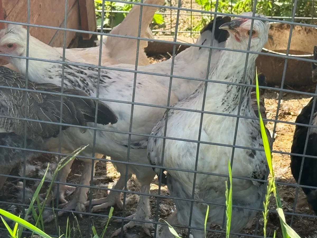 Pullets for sale - Image 3