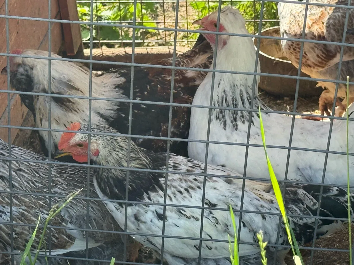 Pullets for sale - Image 4