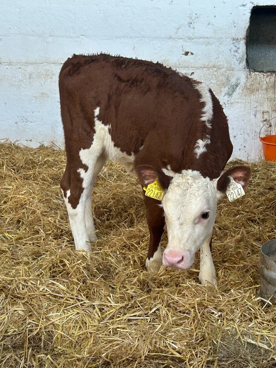 3 SUPER QUALITY AI BRED HEIFER CALVES - Image 4