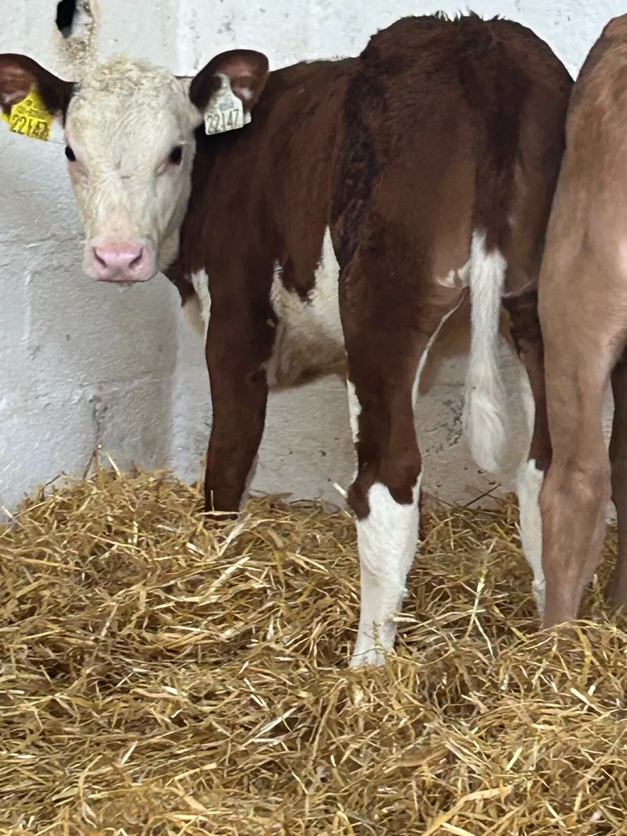 3 SUPER QUALITY AI BRED HEIFER CALVES - Image 1