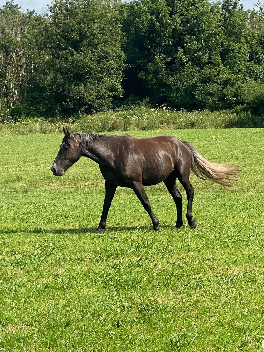 3 year old TIH gelding - Image 1