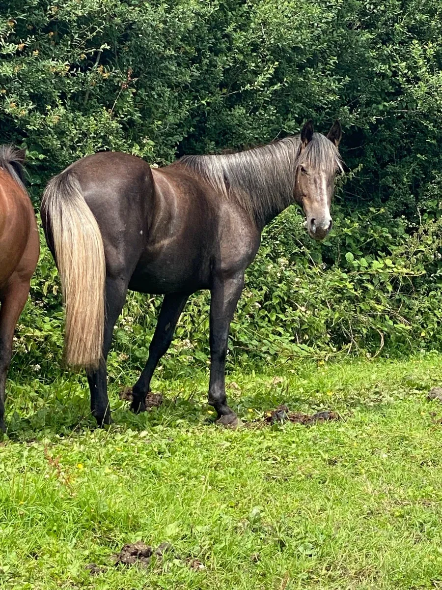 3 year old TIH gelding - Image 4