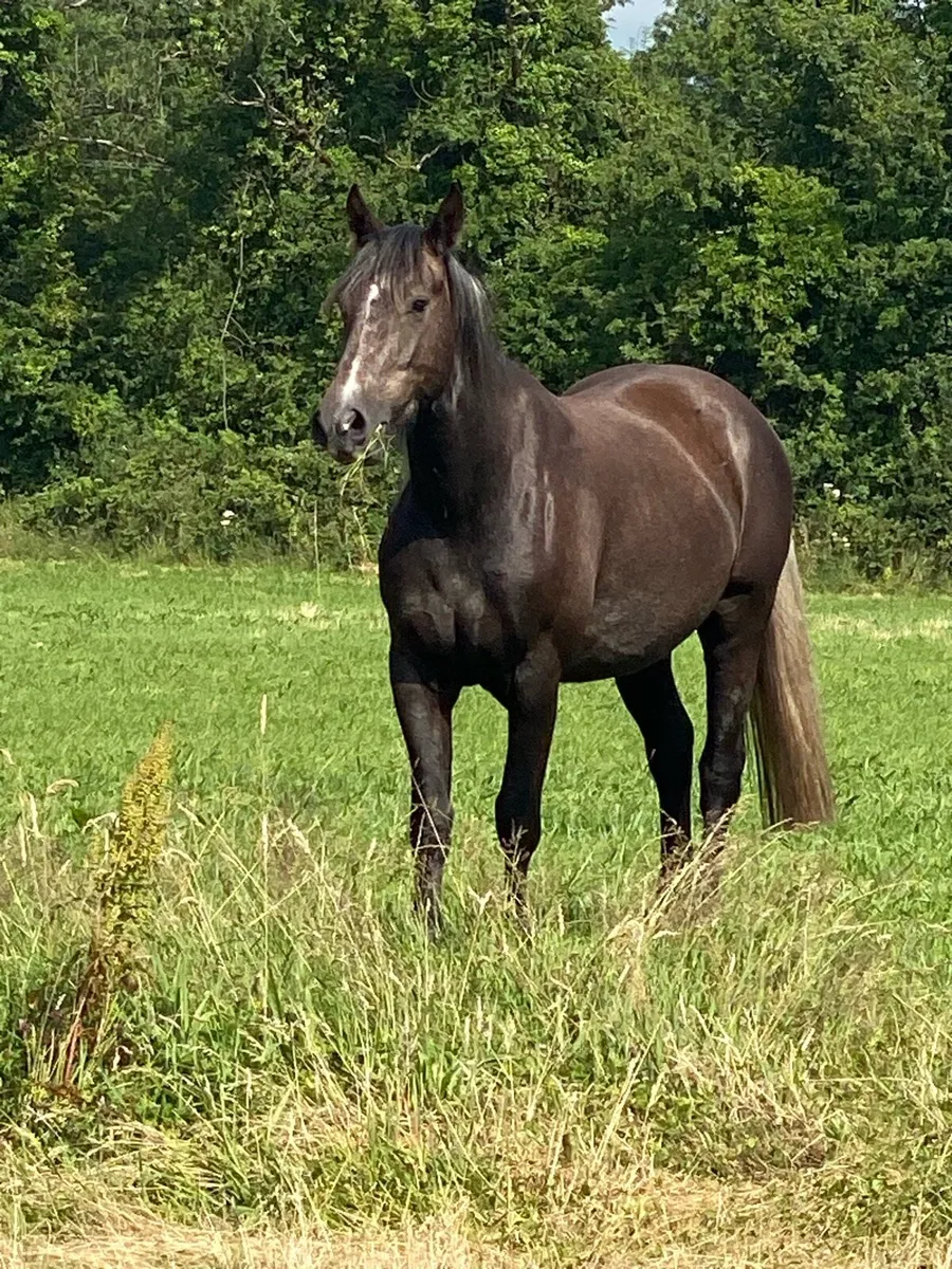 3 year old TIH gelding - Image 2