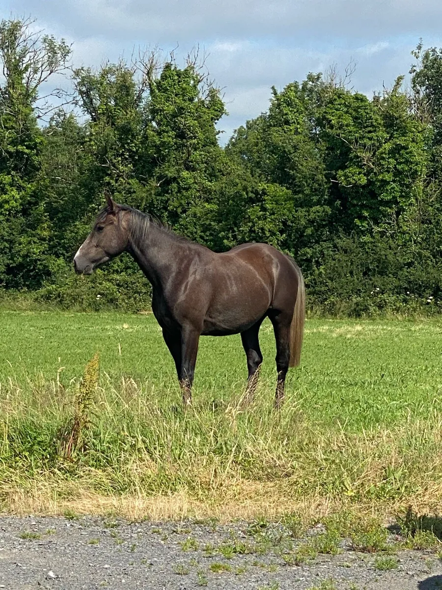 3 year old TIH gelding - Image 3