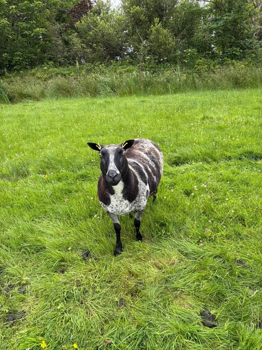 Pedigree Dutch Spotted Sheep - Image 1
