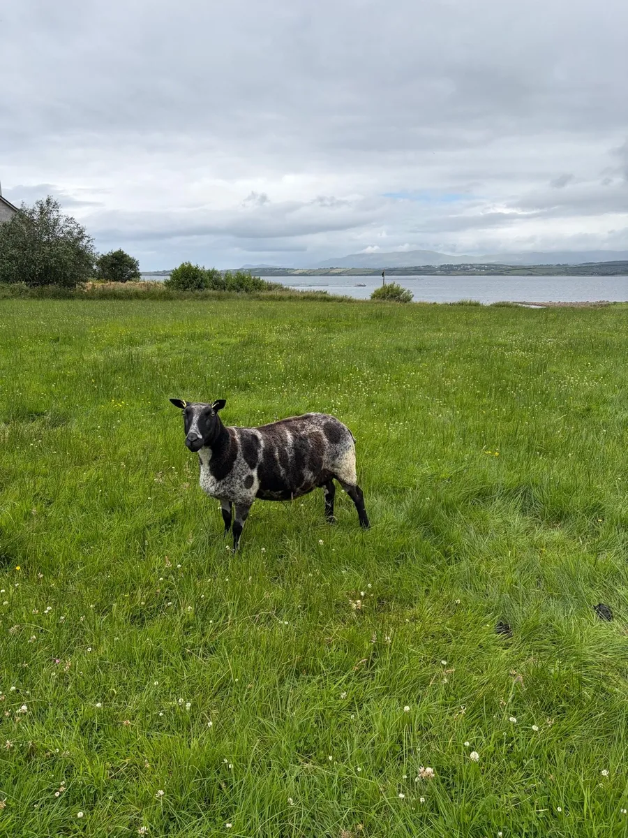 Pedigree Dutch Spotted Sheep - Image 2