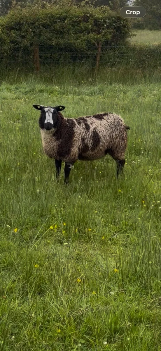 Pedigree Dutch Spotted Sheep - Image 3