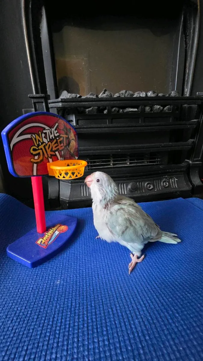 Quaker Parrot (Monk Parakeet ) & Conure 🦜 - Image 1