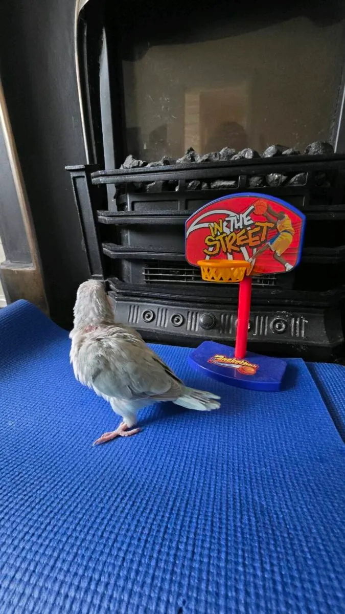 Quaker Parrot (Monk Parakeet ) & Conure 🦜 - Image 2