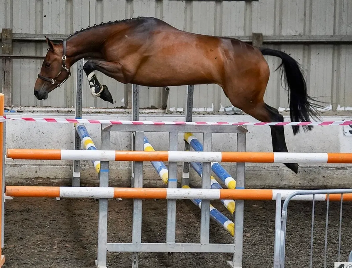 Stunning Homebred - Image 1