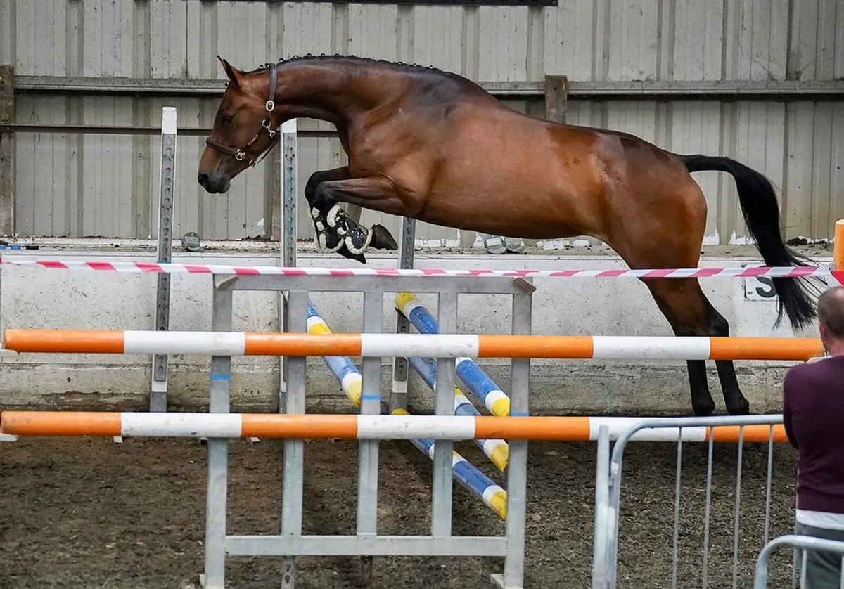 Stunning Homebred - Image 2