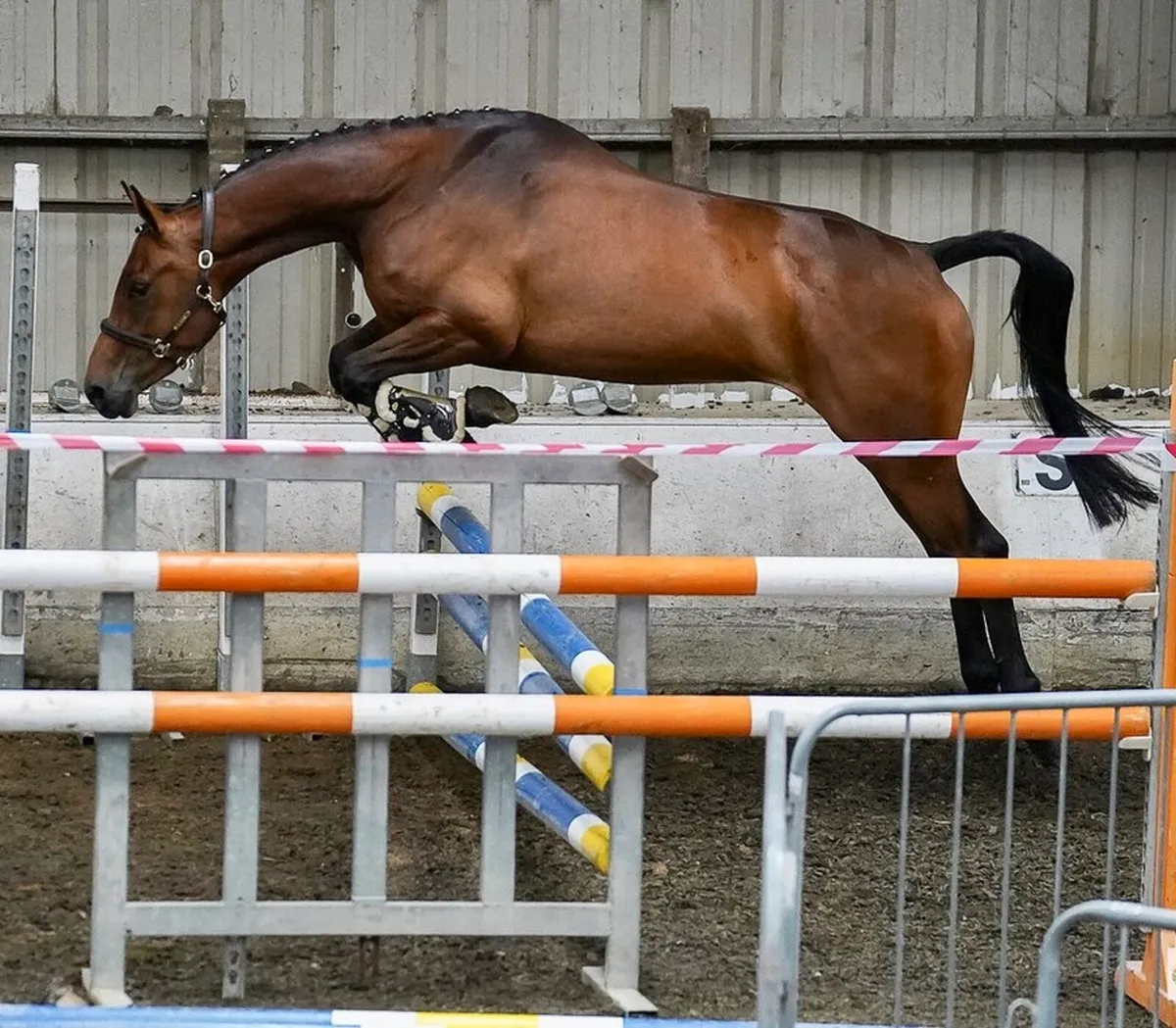 Stunning Homebred - Image 3