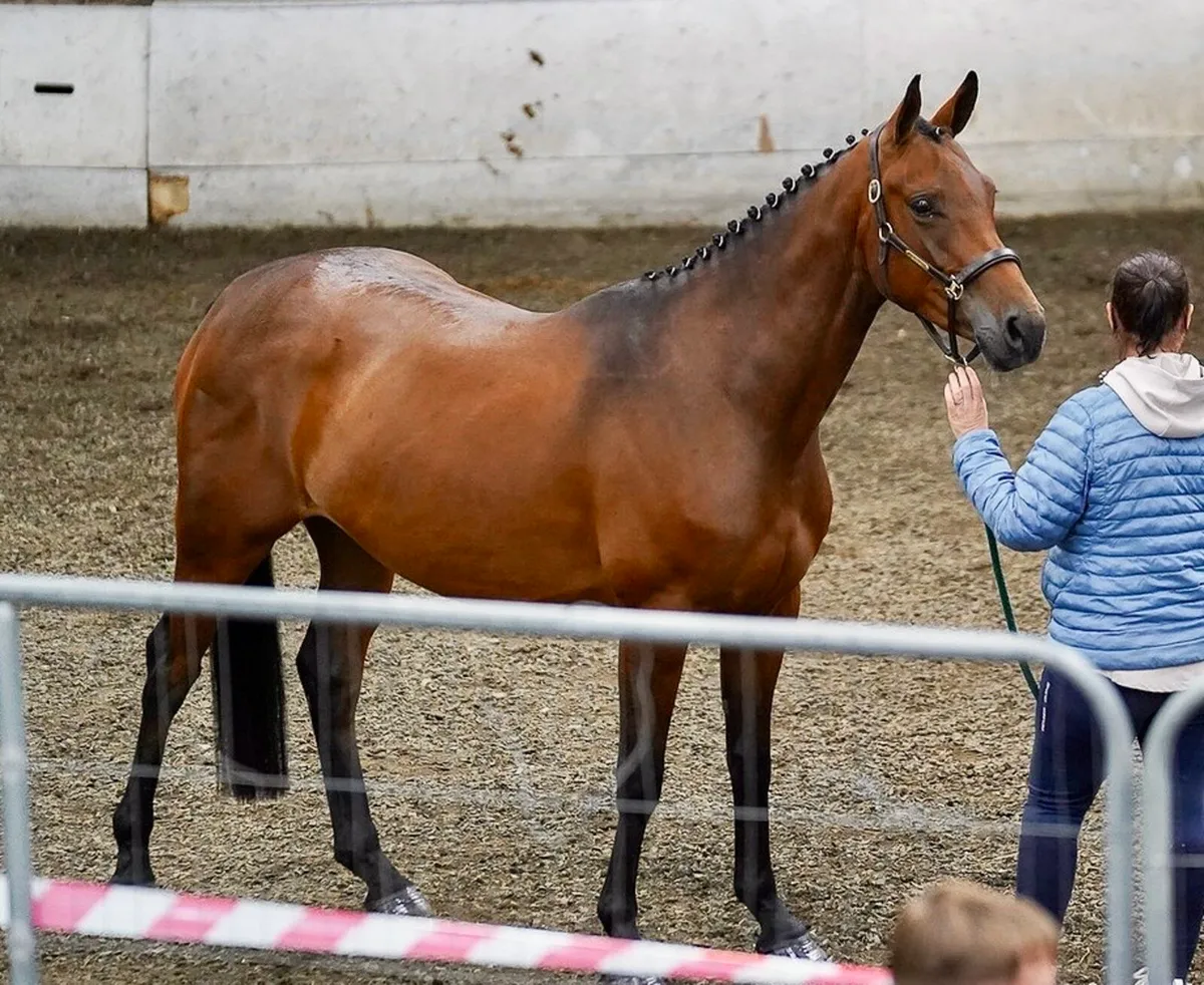 Stunning Homebred - Image 4