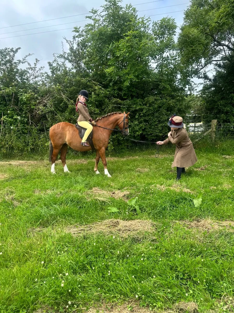 Welsh section B gelding show hunter pony - Image 1