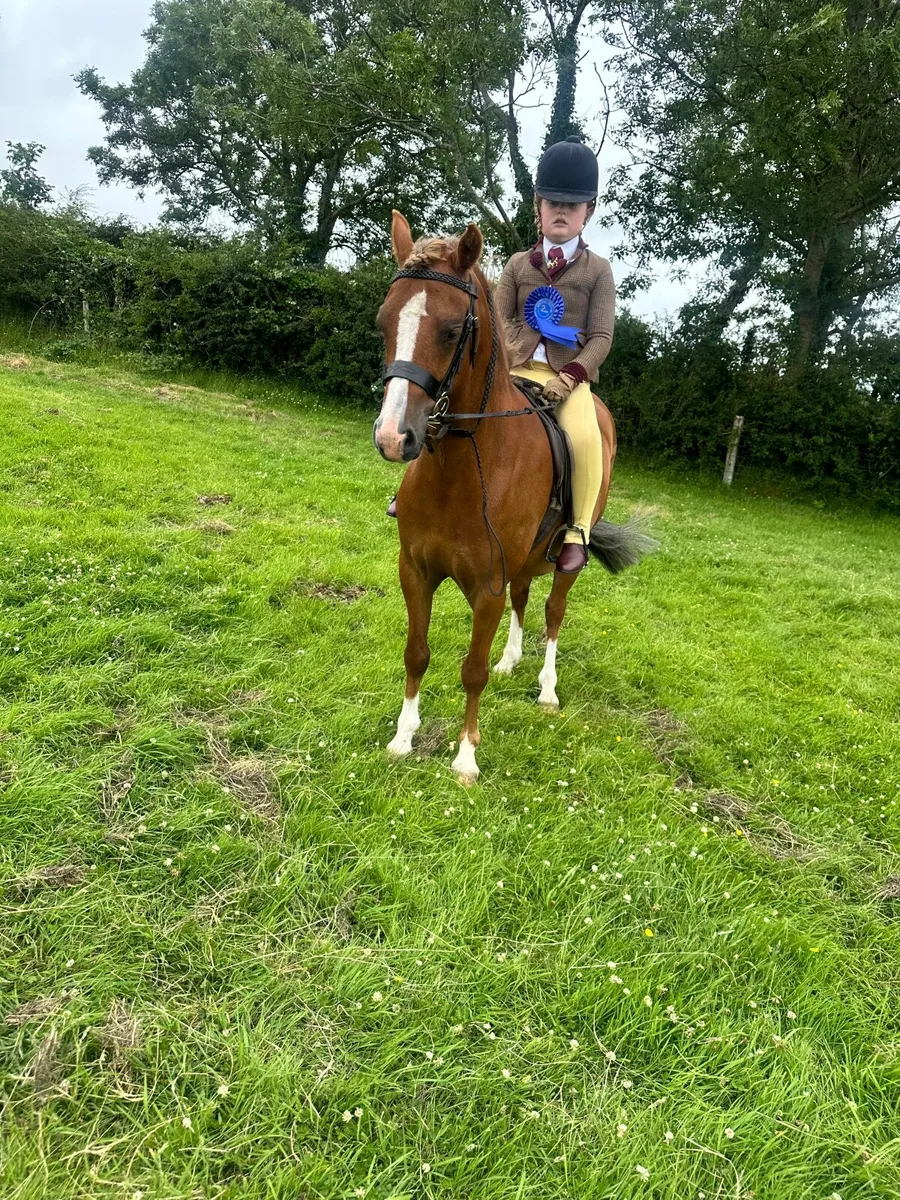Welsh section B gelding show hunter pony - Image 2