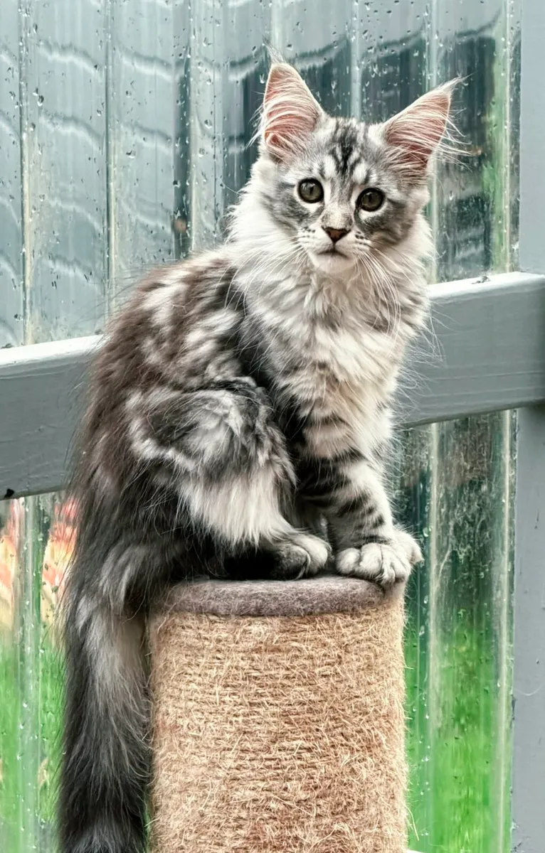 Maine Coon Kittens - Image 3