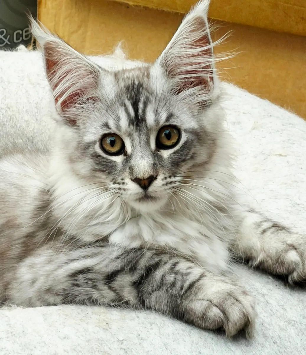 Maine Coon Kittens - Image 2