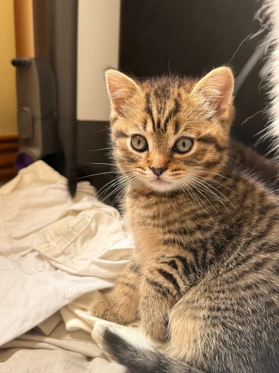 Ragdoll British short hair kittens - Image 1