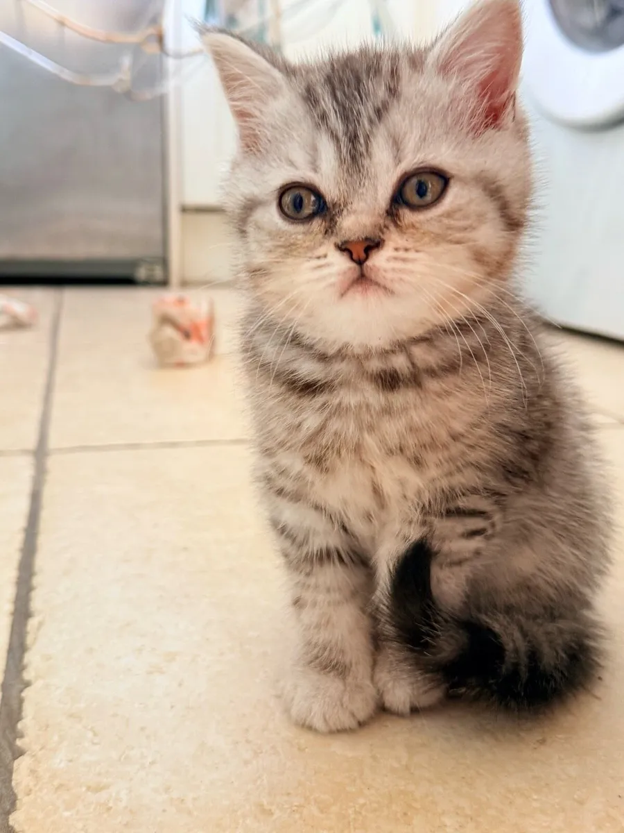 Ragdoll British short hair kittens - Image 2