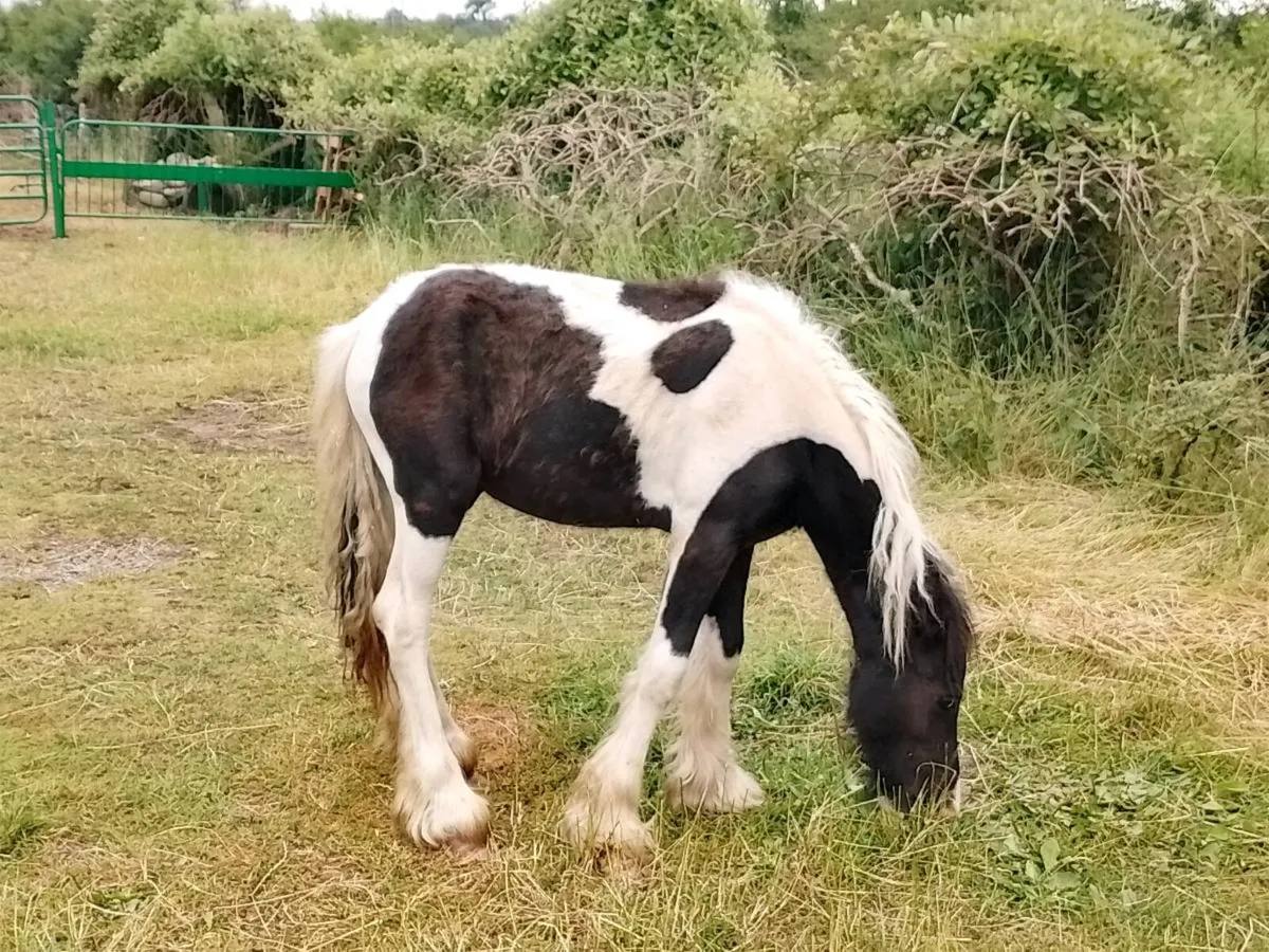 Yearling Filly - Image 1