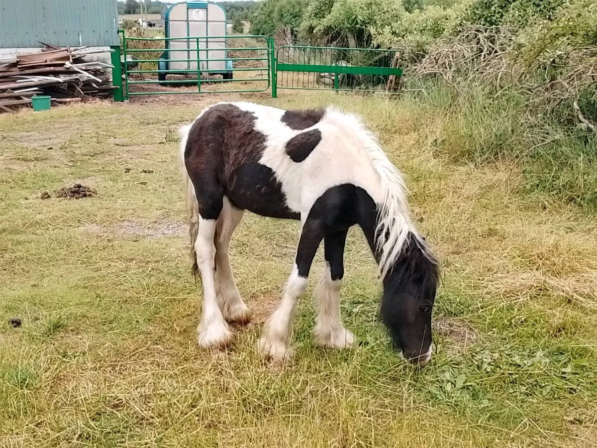 Yearling Filly - Image 2