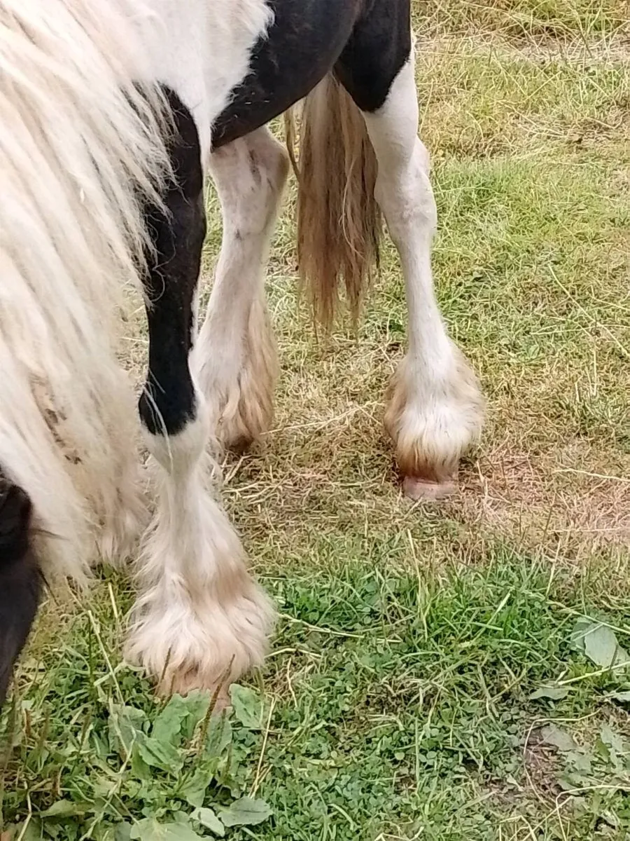 Yearling Filly - Image 3
