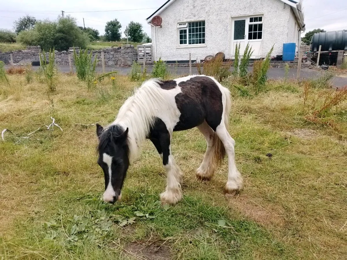 Yearling Filly - Image 4