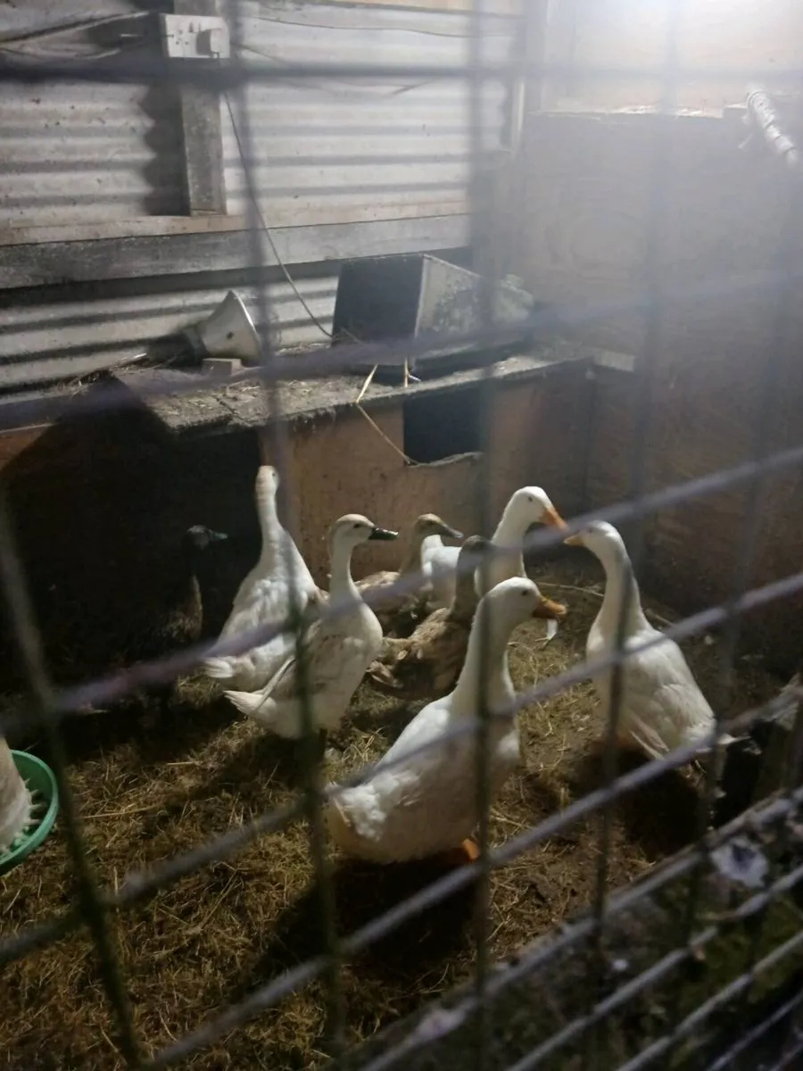 Turkey poults and ducklings - Image 4