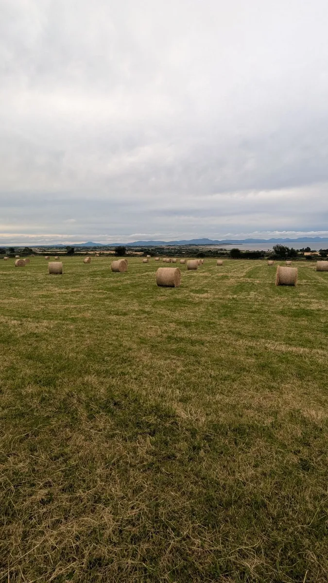 Excellent Quality Hay Bales - Image 1