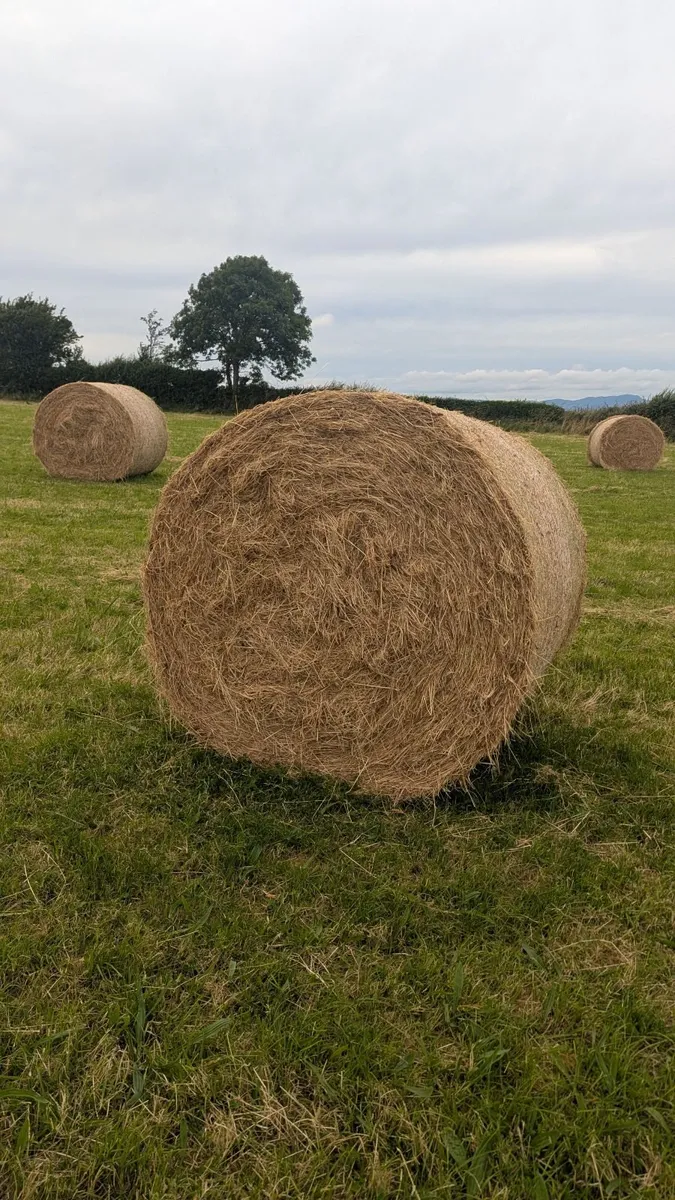 Excellent Quality Hay Bales - Image 4