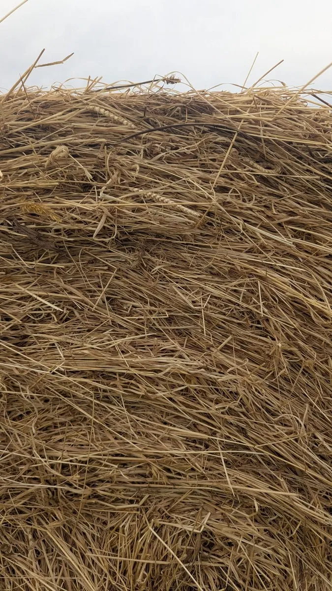 Excellent Quality Hay Bales - Image 2