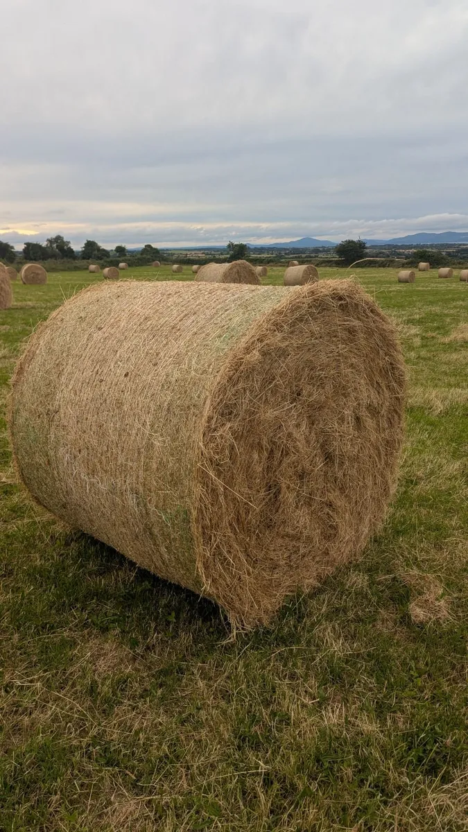 Excellent Quality Hay Bales - Image 3
