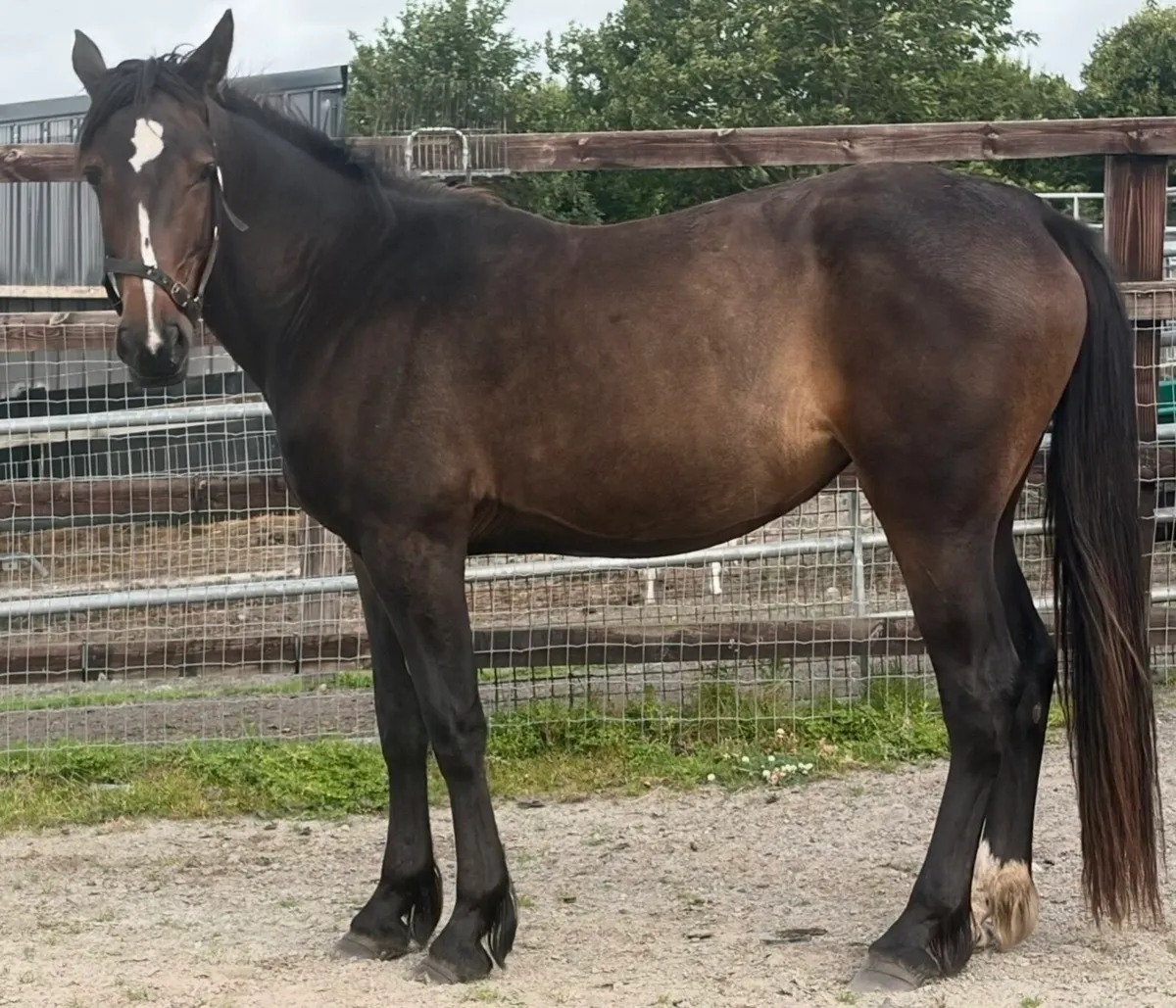 Mare 2 years old - Image 3