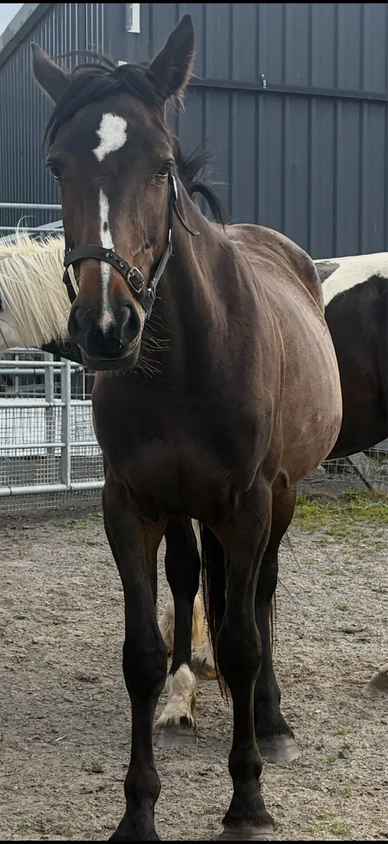 Mare 2 years old - Image 4