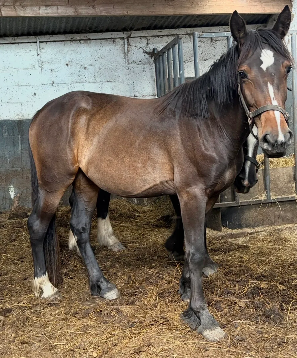 Mare 2 years old - Image 1