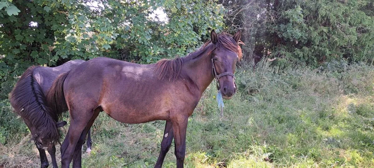 Yearling - Image 2