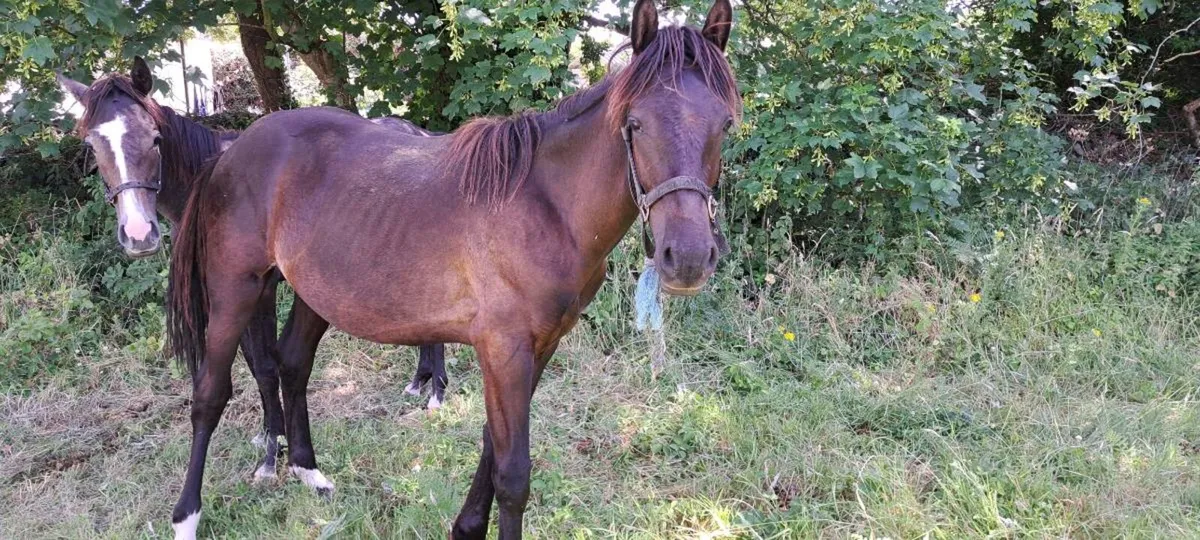 Yearling - Image 3