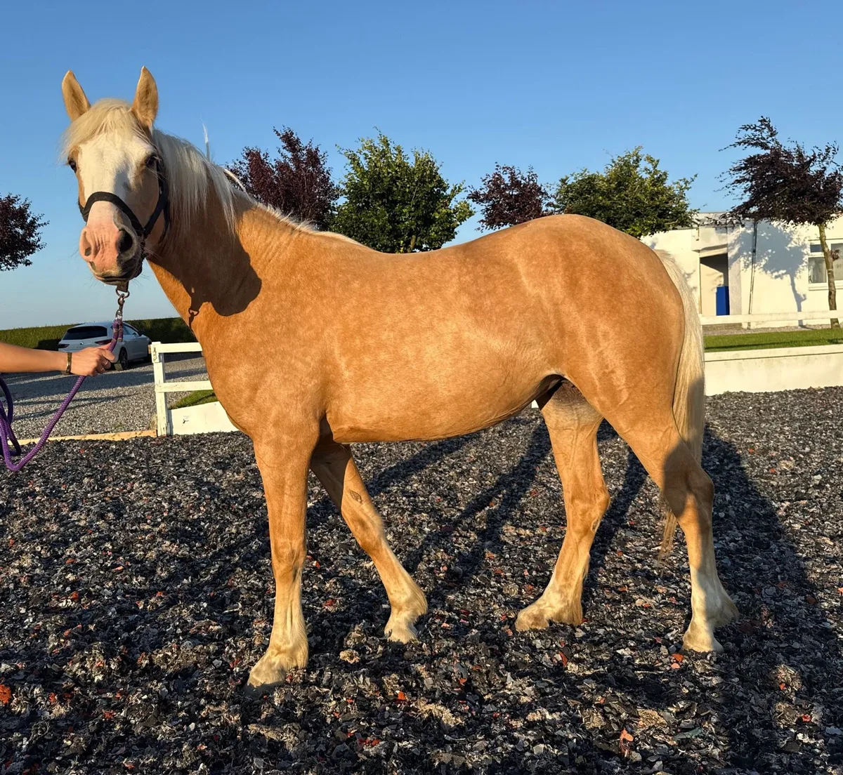 Stunning 4yo palomino filly - Image 4