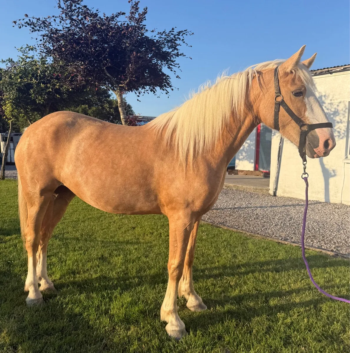 Stunning 4yo palomino filly - Image 1