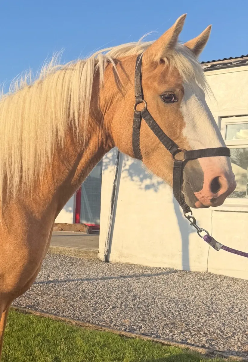 Stunning 4yo palomino filly - Image 3