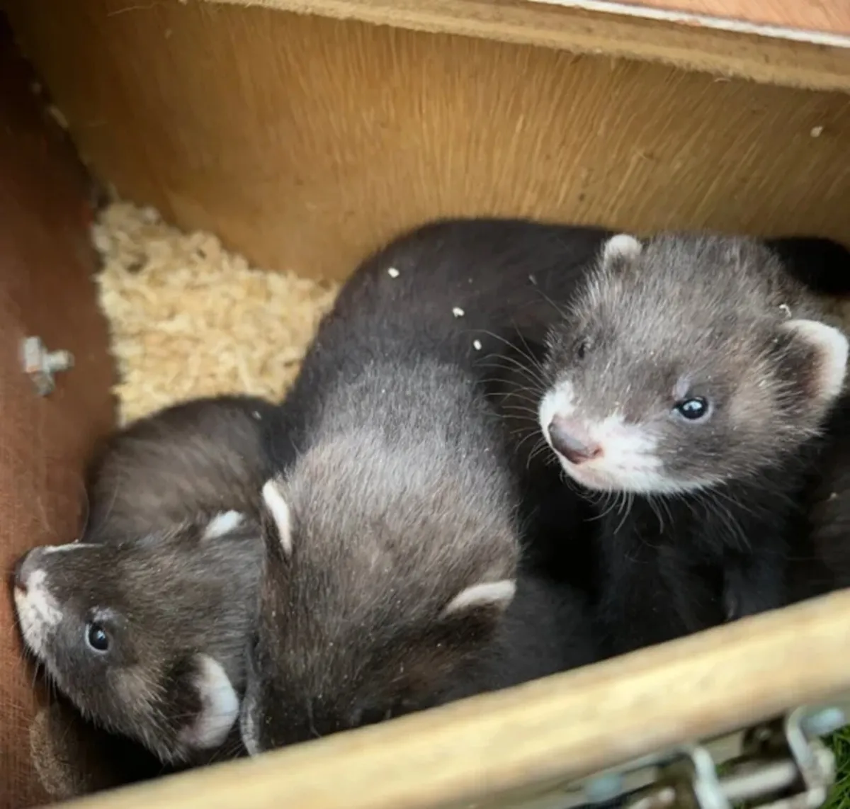 Ferret kit's - Image 1