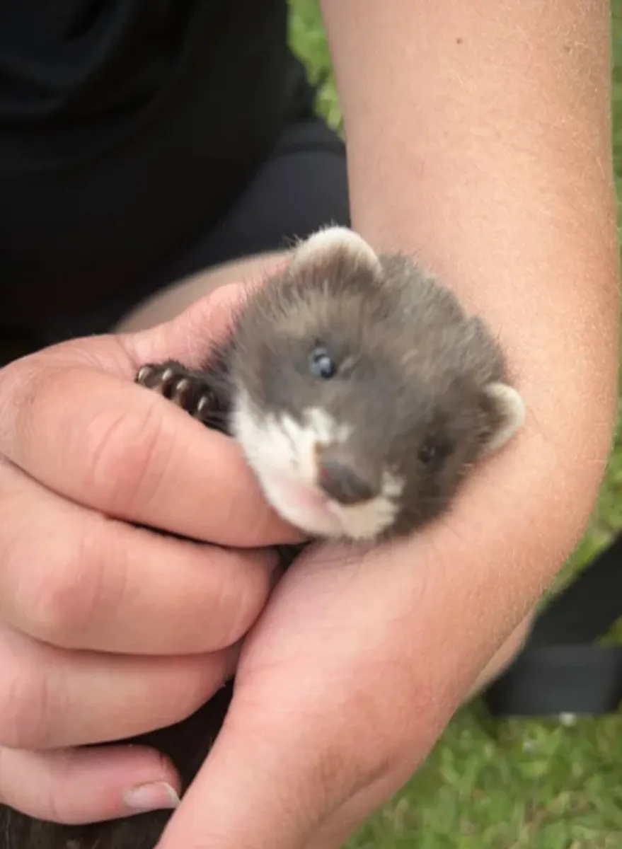 Ferret kit's - Image 2