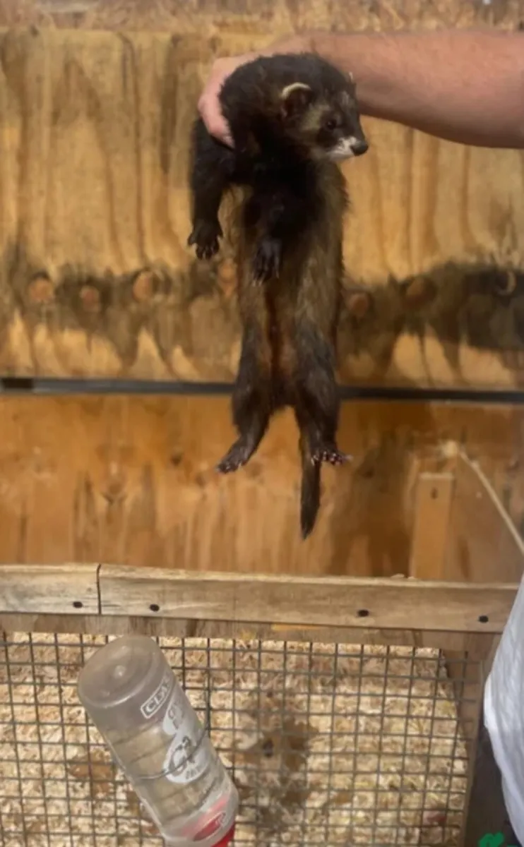 Ferret kit's - Image 3
