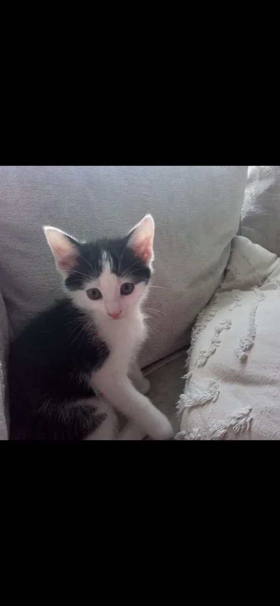 Kitten - Image 1